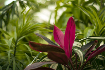 blurry tropical floral background with purple cordyline leaves in the foreground