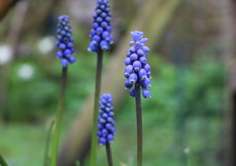 Blue grape hyacinth