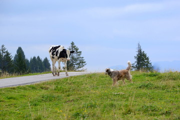 can we play? Young cow and shepherd dog don`know how to deal with one another