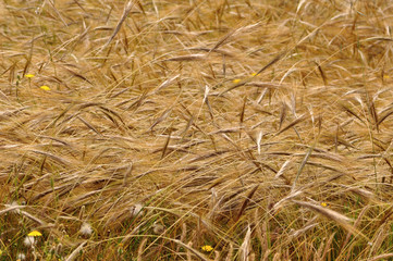 field with gramineas plants maturing
