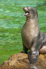 Naklejka premium junge Robbe