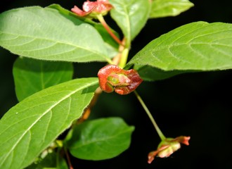 Close up of a flower of the bearberry honeysuckle or bracted honeysuckle or twinberry honeysuckle or Californian Honeysuckle or] twin-berry or black twinberry (Lonicera involucrata)