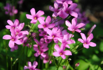 Fototapeta na wymiar Pink flowers of pink-sorrel or windowbox wood-sorrel (Oxalis articulata Savigny)