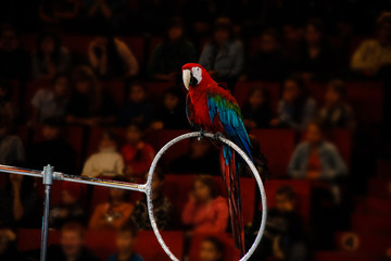 Parrot Ara sitting on the ring