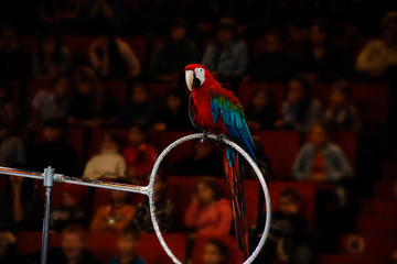 Parrot Ara sitting on the ring © Lidia_Lo