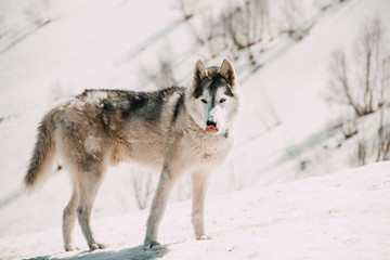 The Husky breed dog travels through the Caucasus Mountains