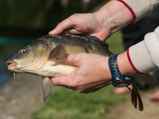 The fisherman holds the carp in the hand.