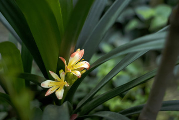 beautiful orange flowers of a clivia closeup on a blurred green floral background