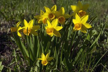 Obraz premium first spring yellow flowers of daffodils on the spring lawn