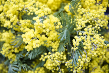 Mimosa spring flowers tree branch