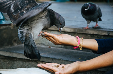 Fototapeta premium A smiling woman feeding a pigeon from her hand