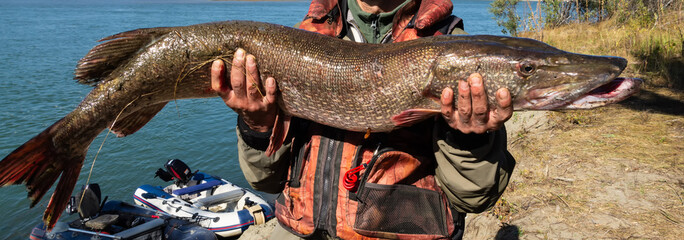 Large pike caught on the river by a fisherman from a boat