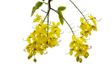 Cassia fistula yellow flowers