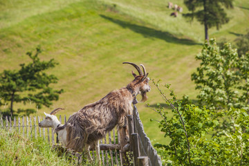 Goat on alpine meadow with green grass and  flowers by the fence