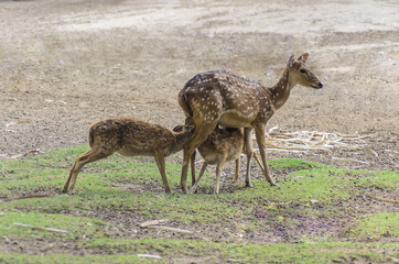 Mother deer feeding baby deers