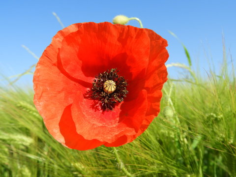 Mohnblume im Kornfeld