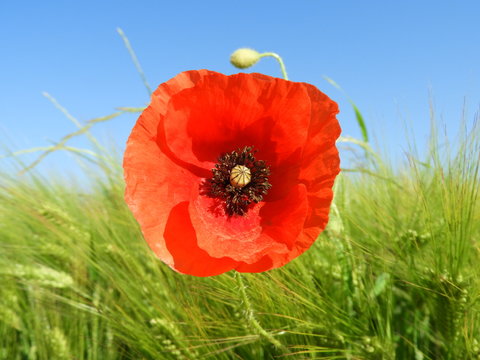 Mohnblume im Kornfeld