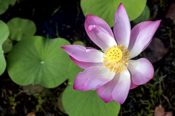 Lotus view from above on a lake