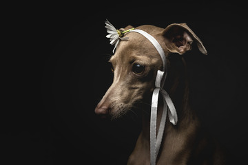 Close up of italian greyhound dog with ribbon and flower against black background
