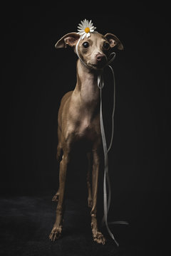 Fototapeta Portrait of little italian greyhound dog