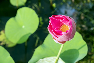 Lotus view from above on a lake