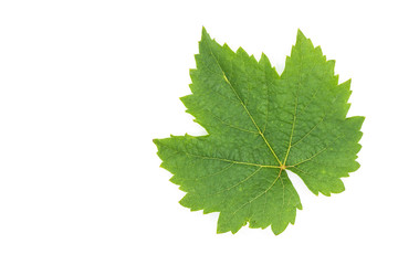 green grape leaves isolated on white background