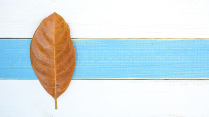 flat lay of dry leaf on blue and white wood desk - background for creative nature backdrop