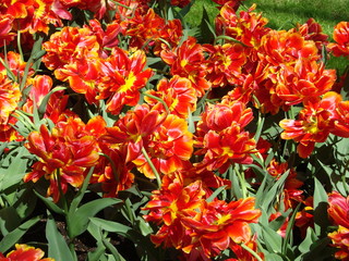 Variegated Tulips