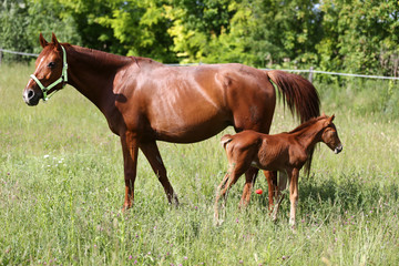 Fototapeta premium Harse family graze together on pasture