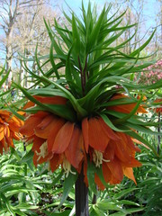 Orange Tulips