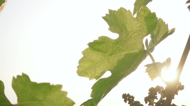 Slow motion a young vine with immature green bunches of grapes in the sunlight
