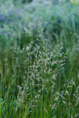 Ornamental grass seed heads. Green grass on a meadow close up