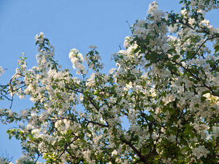 Apple tree flowering