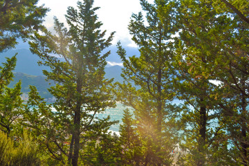 Obraz premium View of the sea from the mountain, where pine trees grow. Montenegro. The Budva Riviera. Becici