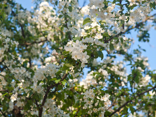 Apple tree flowering