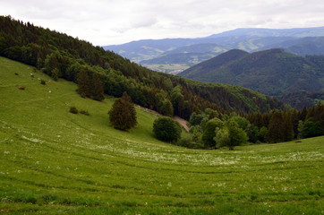Obraz premium Schwarzwaldlandschaft im Frühling