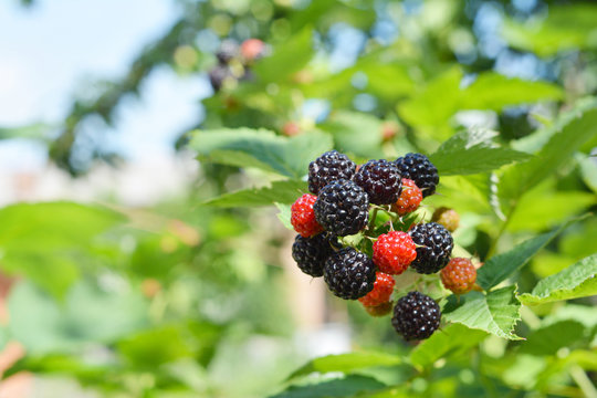 Ripe fresh blackberries in the fruit garden