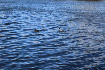 two ducks in the city pond