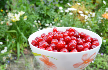 Ripe sweet cherry harvesting