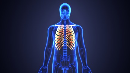 3d illustration of human body ribs cage anatomy