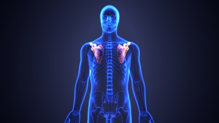 3D Illustration of Human Body Bone Joint Pains Anatomy (Scapula)
