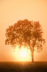 Naklejka na ściany i meble Sonnenuntergang im Nebel