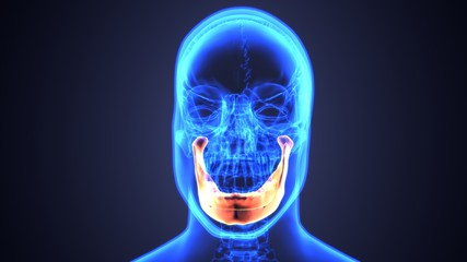 3D illustration of Mandible - Part of Human Skeleton.
