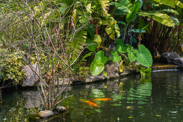 Perdana Botanical Garden small pond with koi fish view in Kuala Lumpur, Malaysia