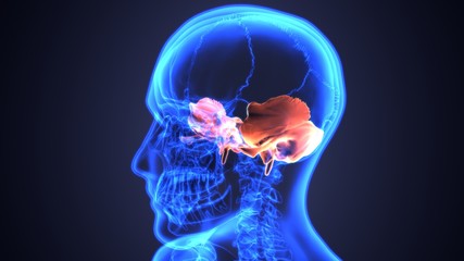 3d illustration skull temporal bone part © PIC4U