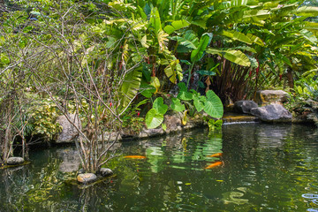 Perdana Botanical Garden small pond with koi fish view in Kuala Lumpur, Malaysia