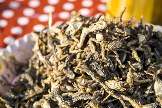 fried gigo reptile on dish. Exotic food of asian