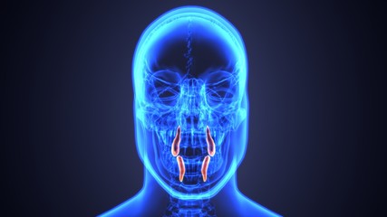 Fototapeta na wymiar skeleton and teeth anatomy. Medical accurate 3D illustration