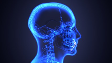 skeleton and teeth anatomy. Medical accurate 3D illustration