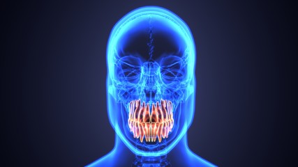 skeleton and teeth anatomy. Medical accurate 3D illustration